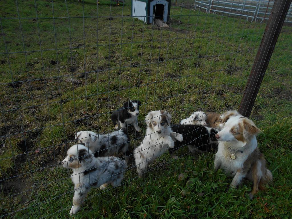 The Branded Calf Bed & Breakfast Yokuts Valley  Esterno foto