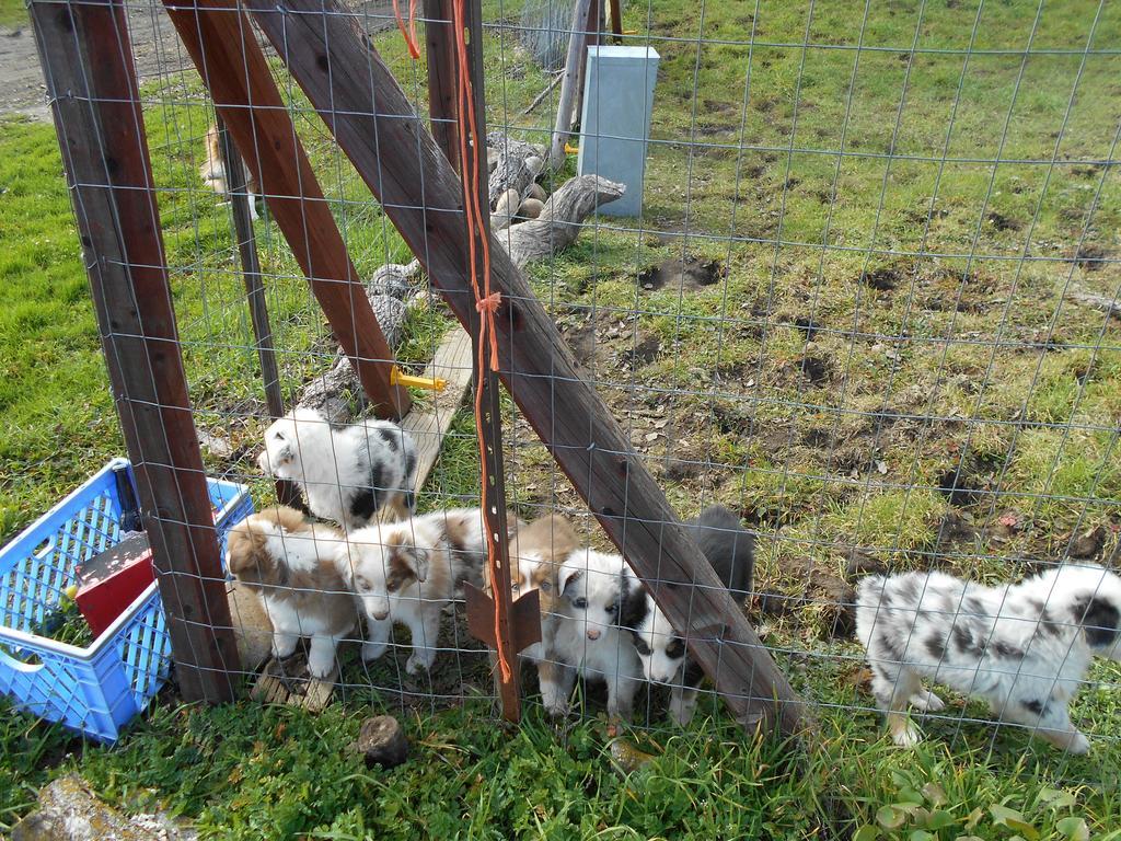 The Branded Calf Bed & Breakfast Yokuts Valley  Esterno foto