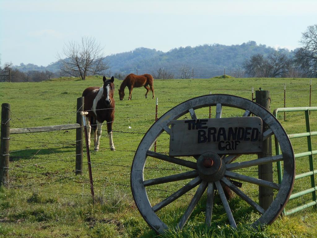 The Branded Calf Bed & Breakfast Yokuts Valley  Esterno foto